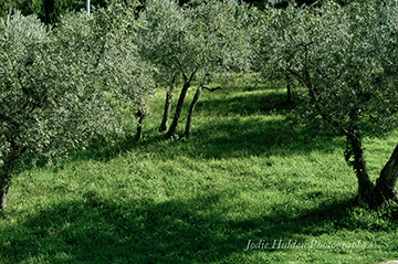 Tuscan Olive trees